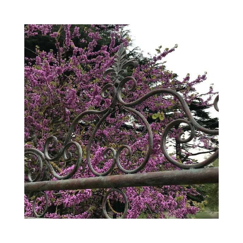 Comfortabele tuinbalansschommel van smeedijzer, bovenaanzicht van het fleur-de-lys motief r