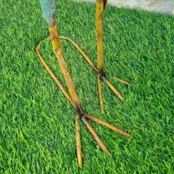 Haan van rood en blauw ijzer