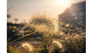 Natuur & biodiversiteit in de tuin